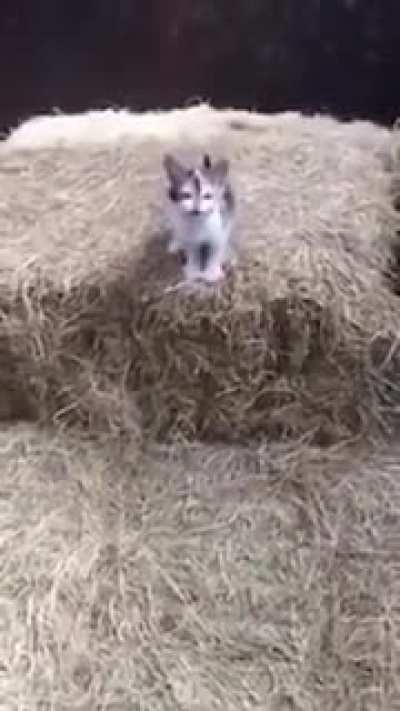 Pet the damn cat!