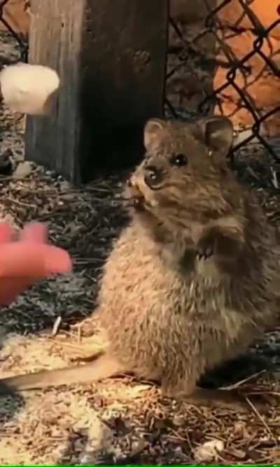 Cute Quokka loves to watch juggling... 🥰
