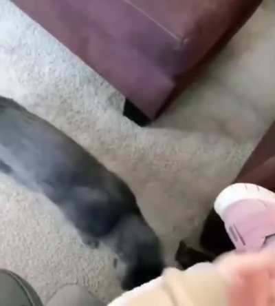 Purrfect landing. Bravo!