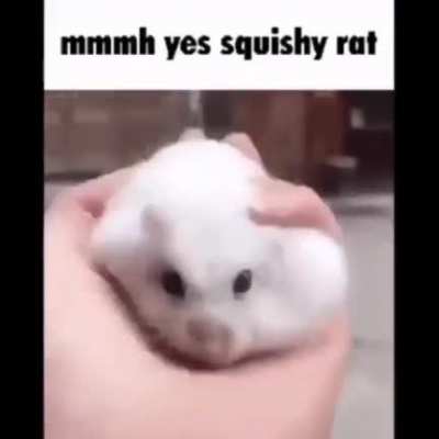 Squishy rat