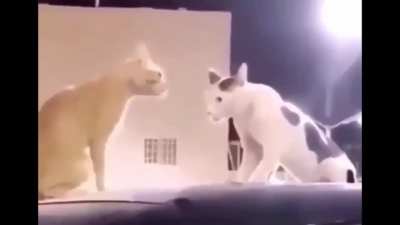 Stare.mp4