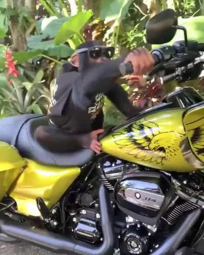 Rich monke planning for the 2021 chimp event