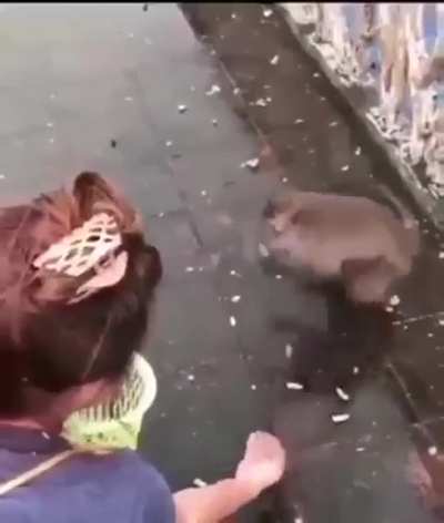 Poor monky