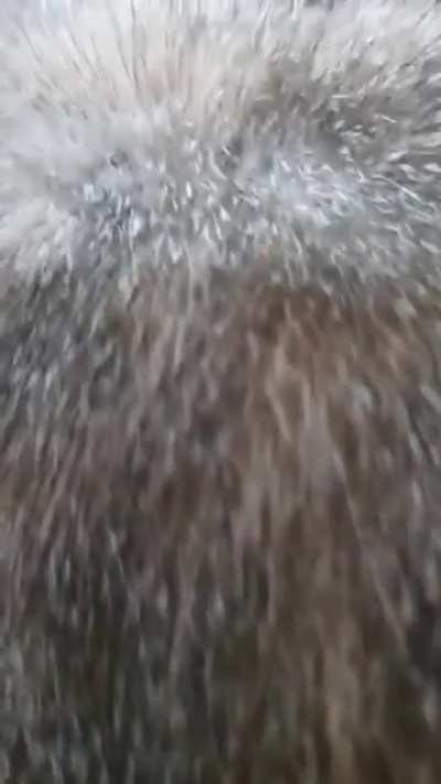 Rule (no cat was harmed)