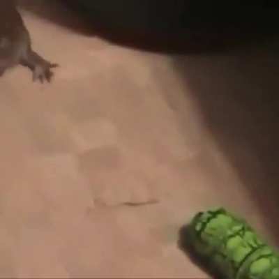 froggo