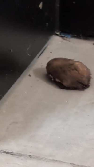 Is it a BAT? Georgia
