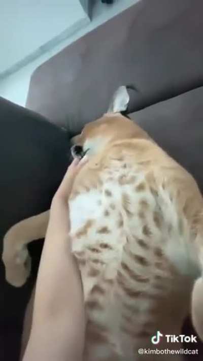 Cute Floppa