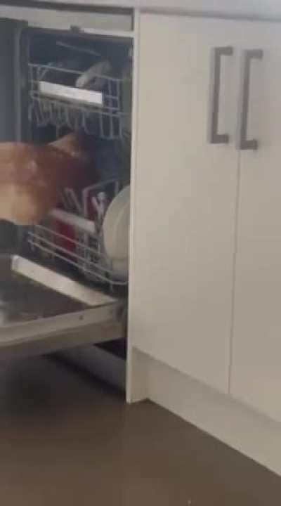 A chicken broke into my house and started laying eggs in my dishwasher.