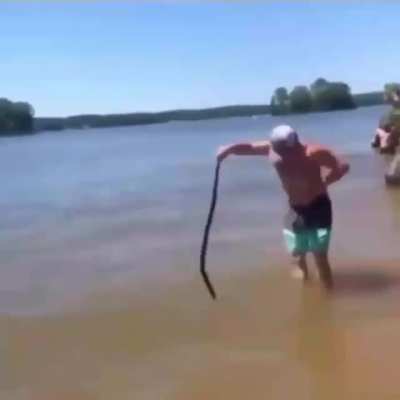 Sea Snakes