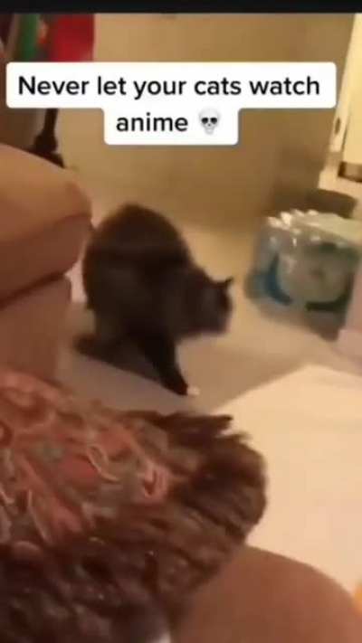 the cat turned on god mode