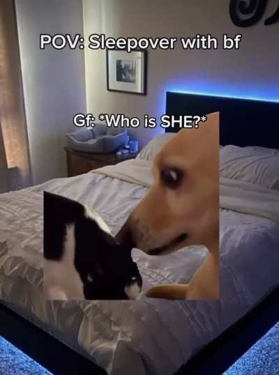 Cat video