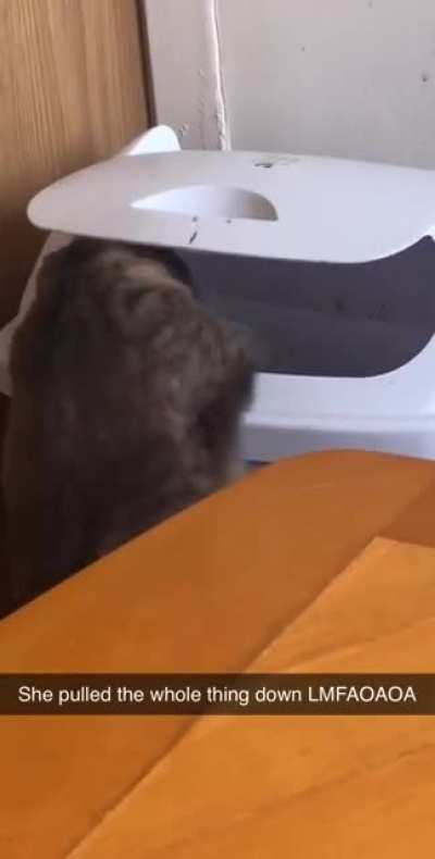My cat going for some old chicken