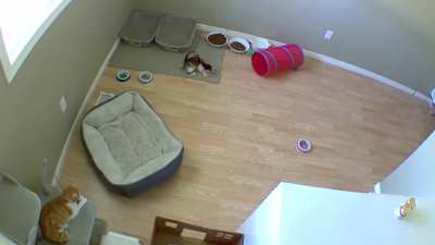 purchasing an indoor camera to watch my kittens remotely was the greatest decision I&rsquo;ve made in a while. Look at lil&rsquo; miss Beef go!