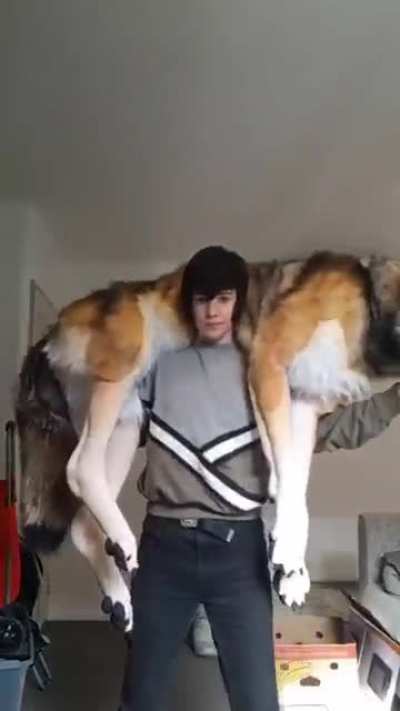 not a real wolf, but...