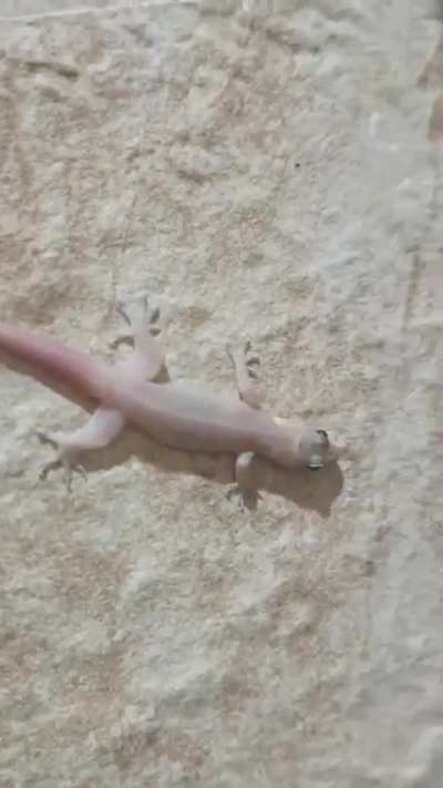 look at da lizard