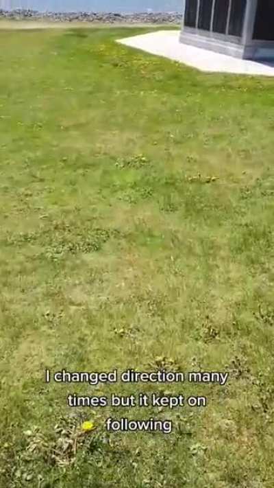 Canada Geese just have a bad rep
