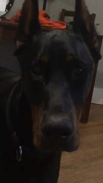 Dog
