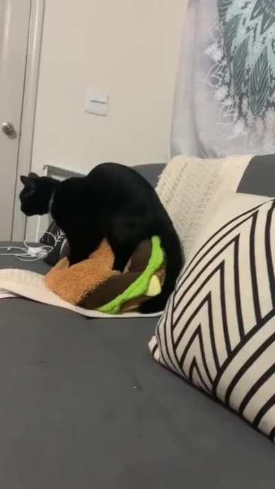 Two paws isn&rsquo;t enough for this kneady cat