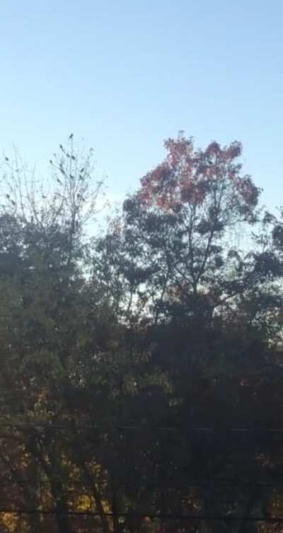 large amount of birds swarm me and my family :(
