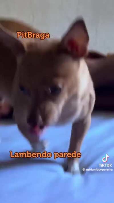 Pose de mach&atilde;o e lambe parede o Z&eacute; 