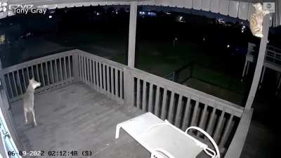 brave cat fights a coyote
