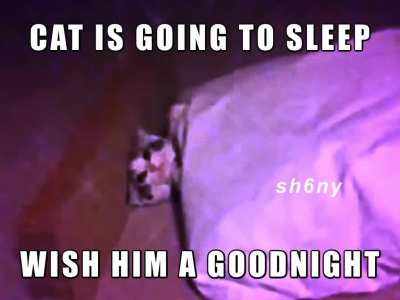 cat going to sleep