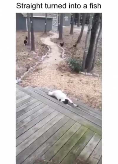 Poor fishgoat