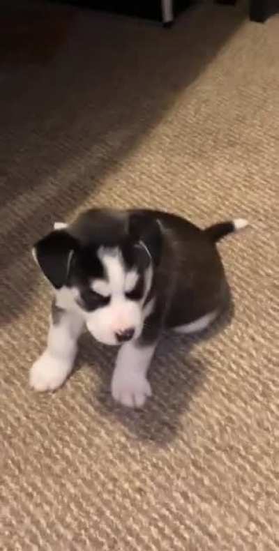 My husky&rsquo;s first howl