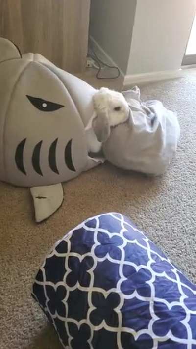 she is the top predator