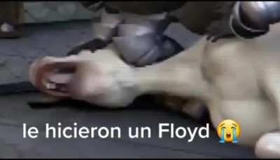 Floyd Mayweather