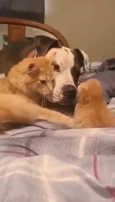 Mommy cat introduces new kitten to doggy friend.
