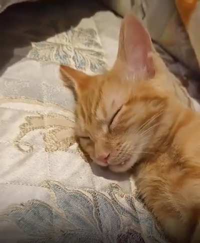 Sleeping cat wakes up adorably after tasting food