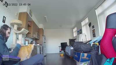 My cat literally ran head first into the wall, full speed, while playing fetch. I would say he&rsquo;s concussed, but concussed behavior is just his baseline standard.