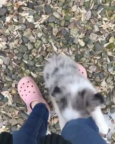 Hug da hooman