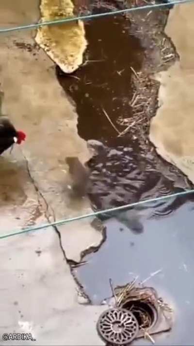 Бойцовский клуб