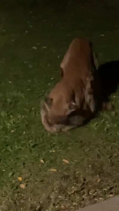 Mountain Lion just caught A raccoon in Colorado&hellip;