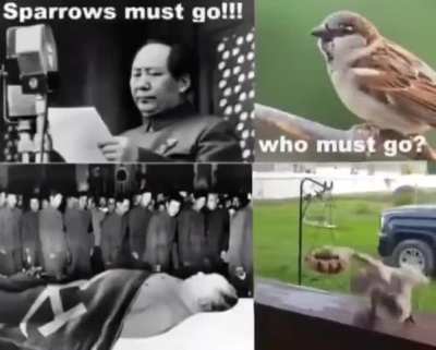 bird