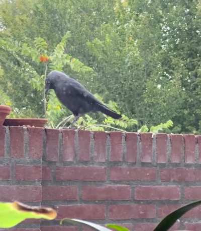 My first corvid friend! He&rsquo;s so silly