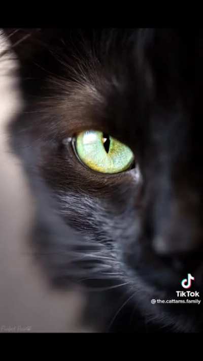 Cat photographer