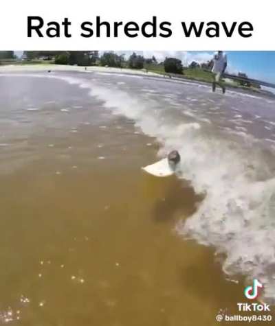 Clammy Rat