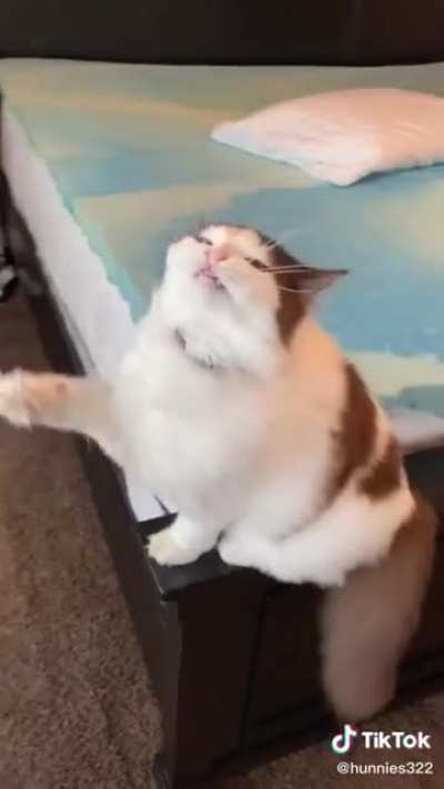 Feline dion