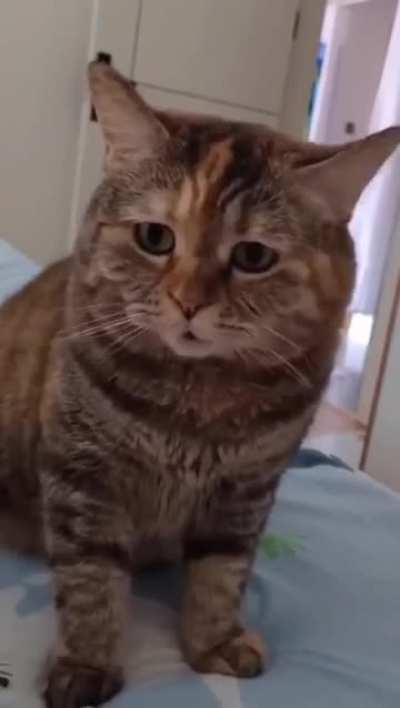 Adorable meow meow