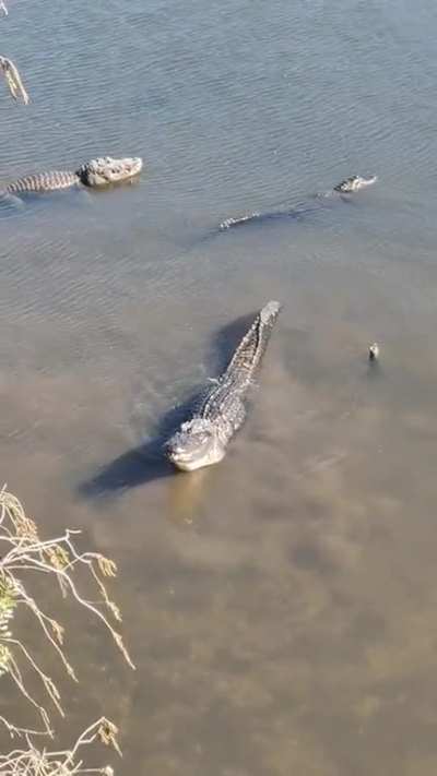 Gator bellow