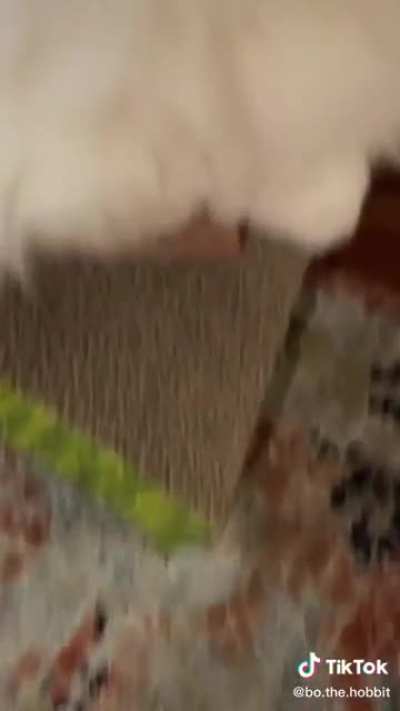 THE CAT LOOKED UP