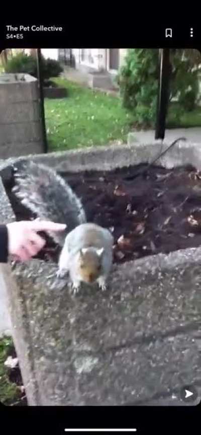 Do not touch the squirrel