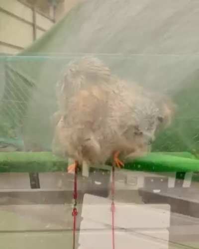 Shower Time