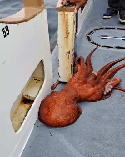 This magnificent giant Pacific octopus caught off the coast of  California by sportfishers. 