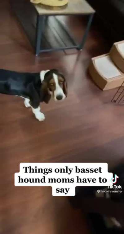 Basset hound