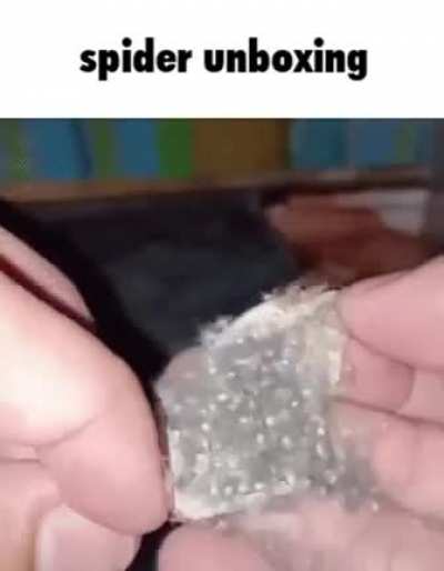 Verga