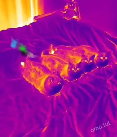 Infrared reveals their true nature
